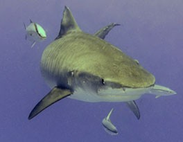 Tiger shark photo