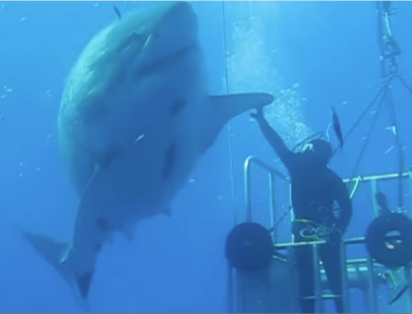 Screenshot of white shark "high five"