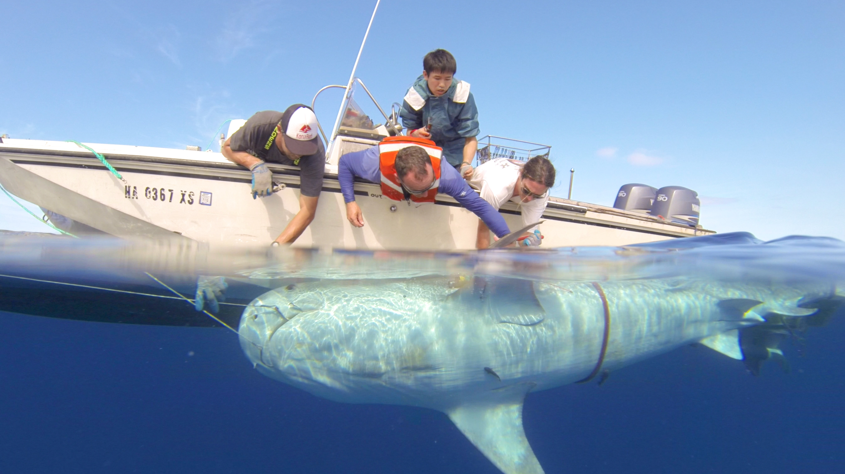 Photo of shark tagging