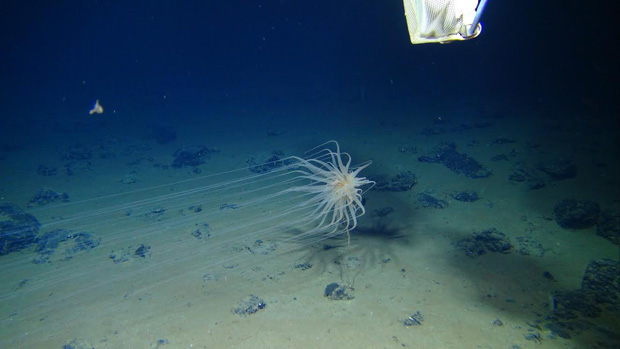 Image of a member of a new order of Cnidaria.