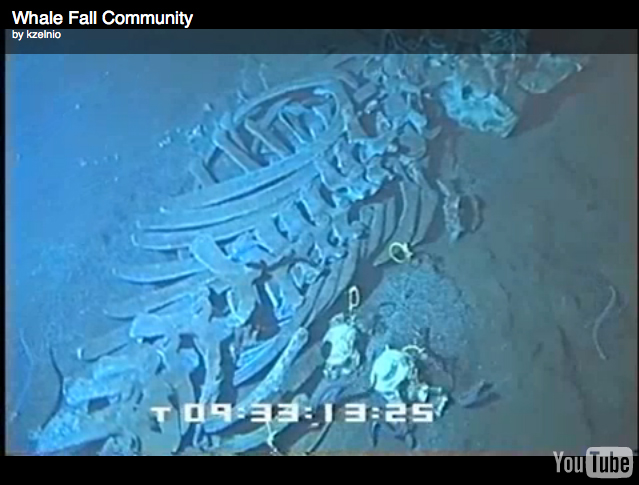 photo of whale fall