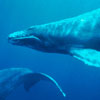 Mobley humpback image