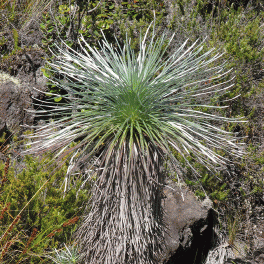 Argyroxiphium kauense