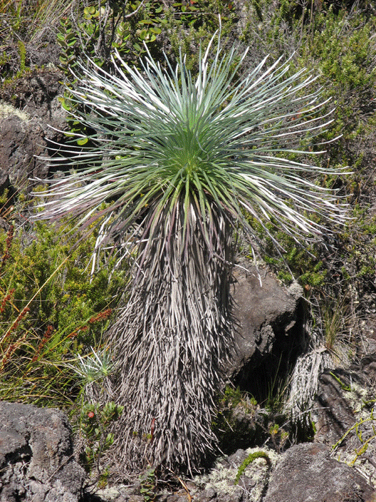 Argyroxiphium kauense
