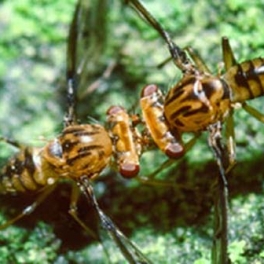 CCRT Drosophila image