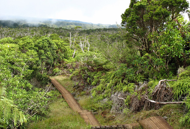 Photo of Alakai Swamp.