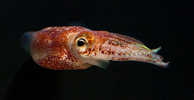 Hawaiian bobtail squid (credit: The Squid and Vibrio Labs)