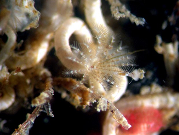 Photo of tubeworms