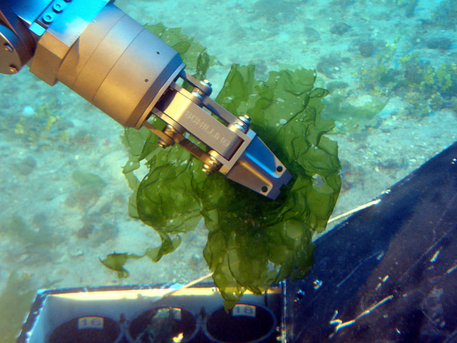 Image of HURL submerisble collecting deep-water algae.