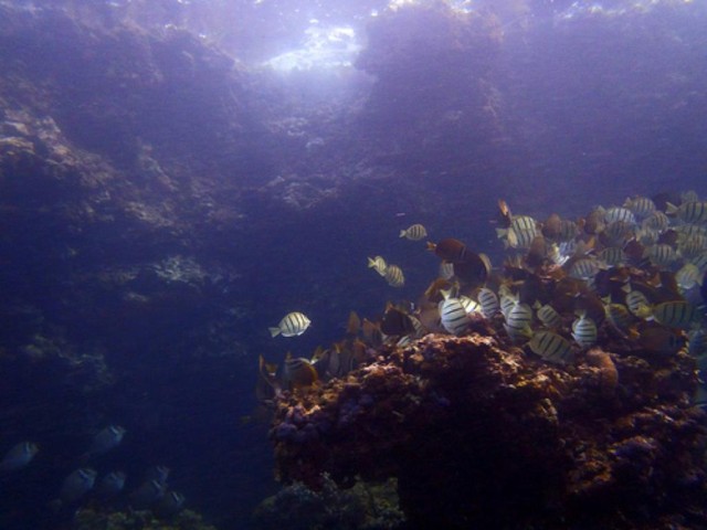 Coral reef image