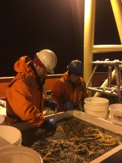 Craig Smith and graduate student Astrid Leitner of UH sorting animals from the Blake trawl in the wee hours of a cold night.