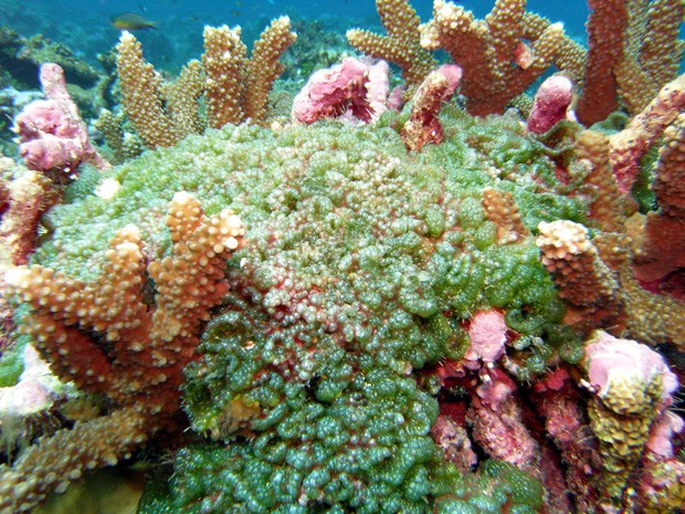Coral reef with algae