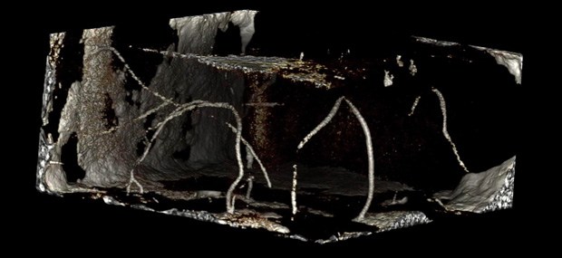Image from µCT scan highlighting bioerosion in a coral block