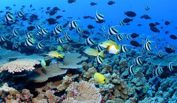 Image of fish and coral reef in PMNM