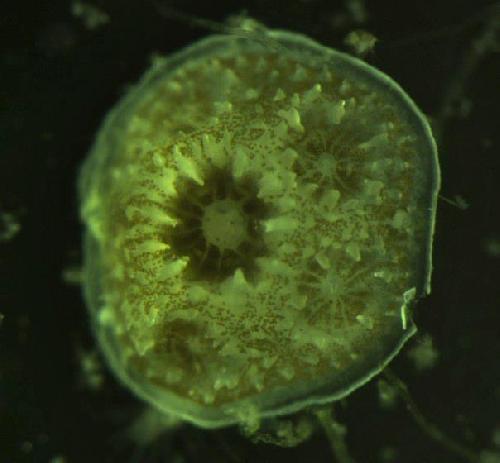 Image of juvenile lace coral