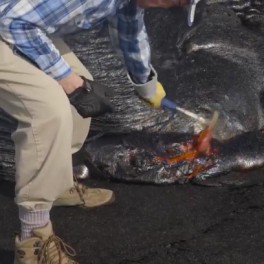Mike Garcia collects lava sample