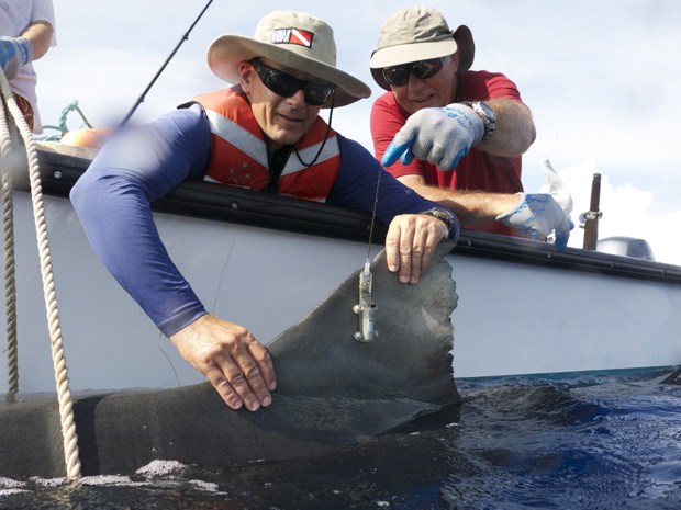 Carl Meyer, left, and Kim Holland tagging a tiger shark.
