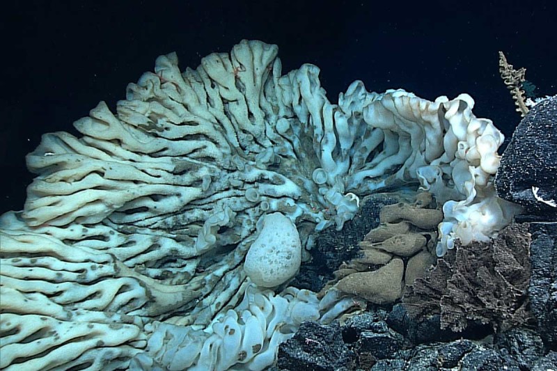 photo of minivan-sized sponge