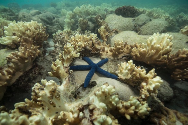 Image of starfish surrounded by decomposing coral
