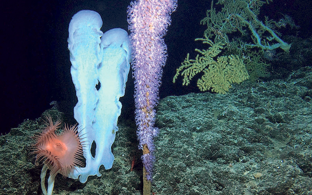 Image of Cook seamount corals