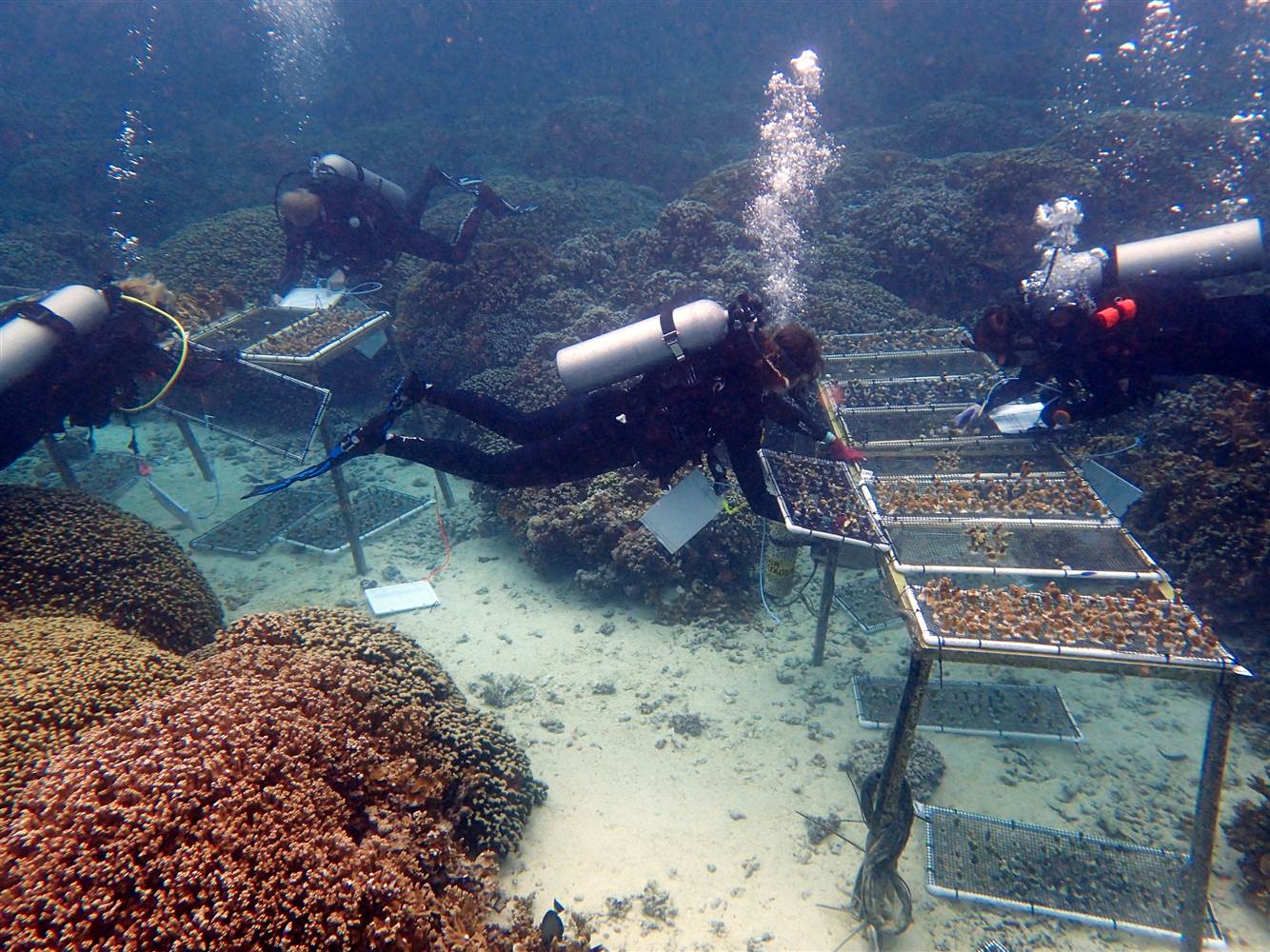 Ruth Gates' team checks coral for transplant experment.