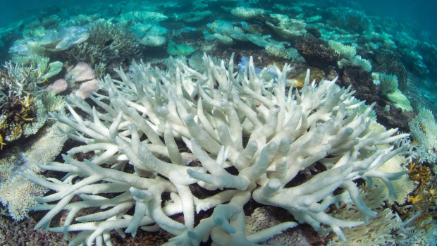 Image of coral bleaching in the Maldives