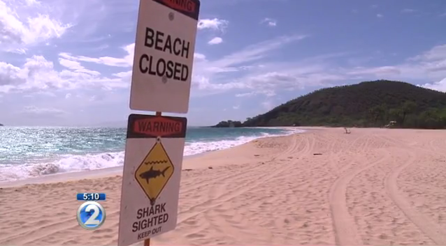 Image of "beach closed" and "shark sighted" signs