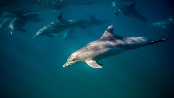 Image of bottlenose dolphins