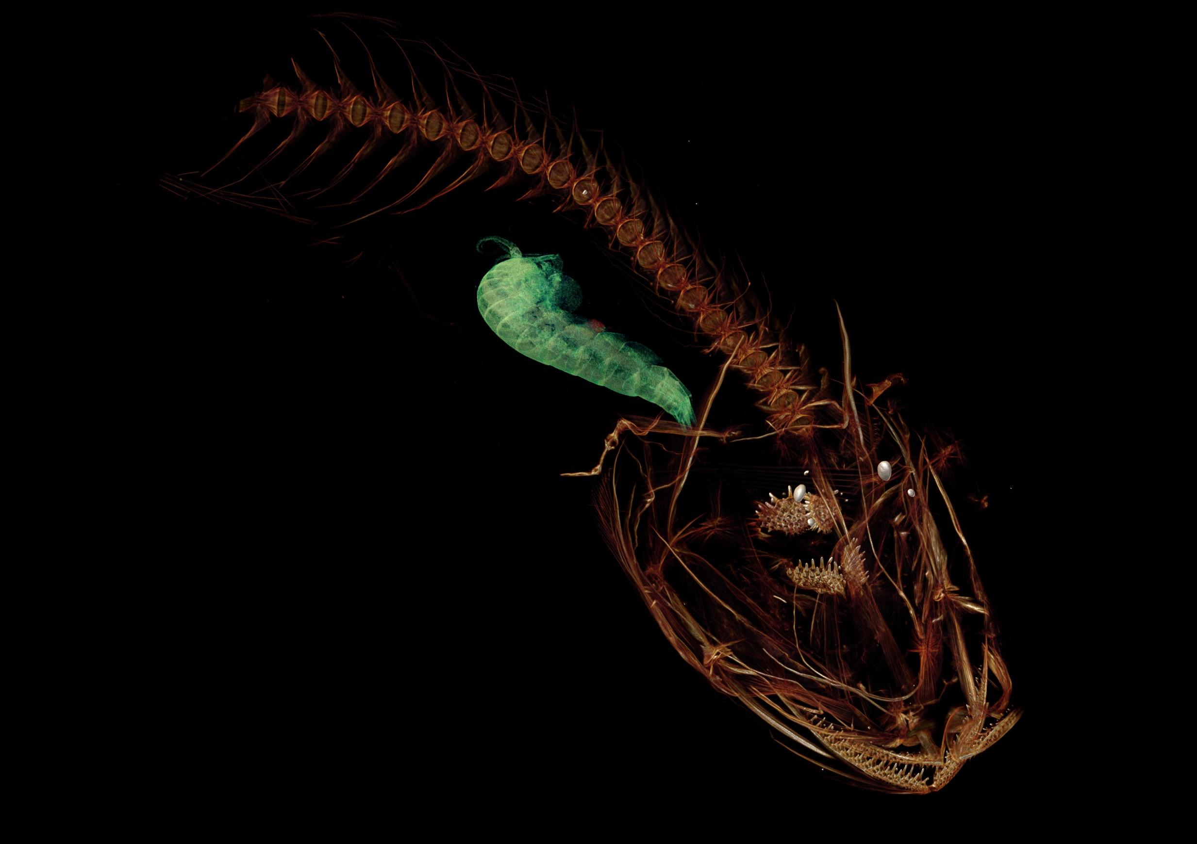 A CT scan of the Mariana snailfish.