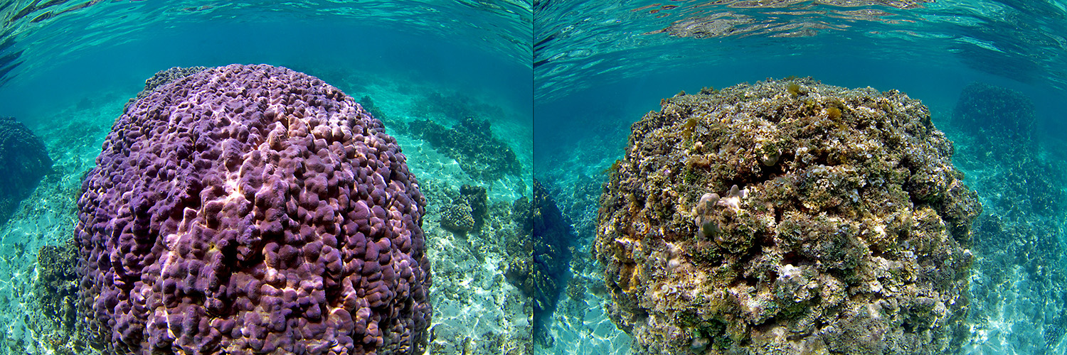 Composite showing healthy reef and degraded reef. Credit: Keoki Stender, Marine Life Photography