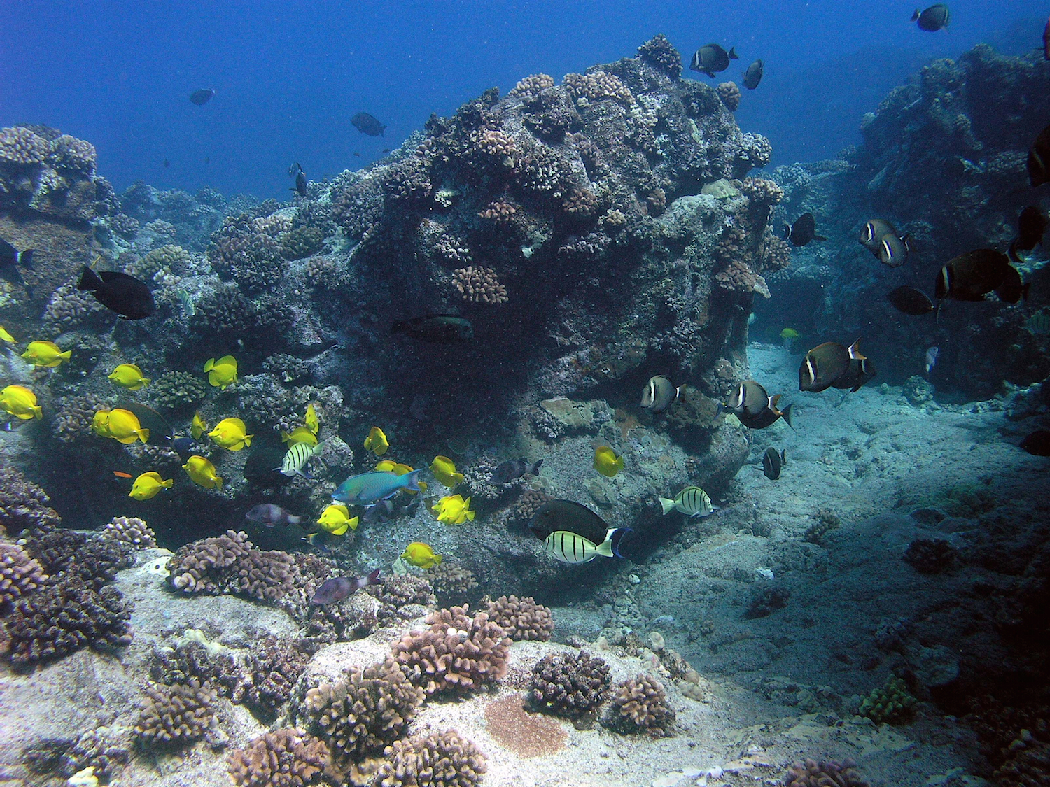 Healthy reef in Hawai‘i.