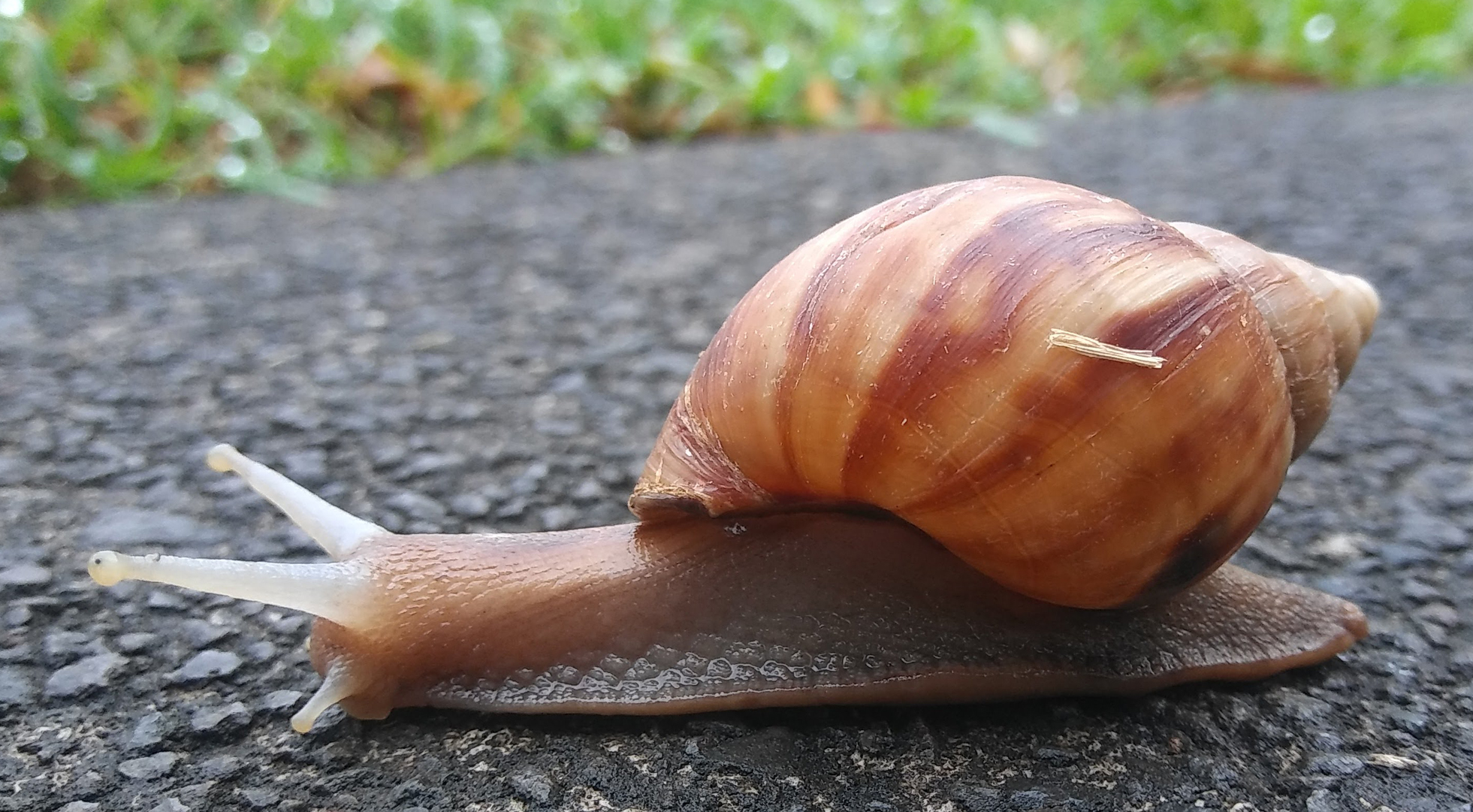 Lissachatina fulica, giant African snail. Photo: R. Rollins