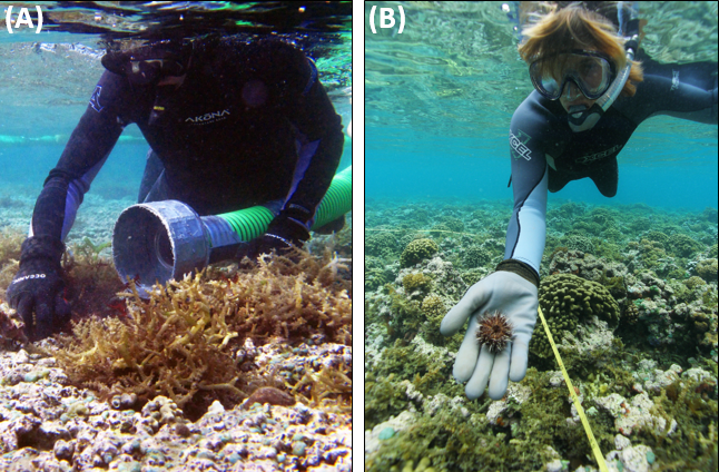 Divers using Super Sucker (left) and outplanting urchins (right). Credit: DLNR/DAR.