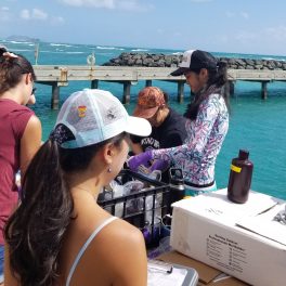 Mauka to Makai students collecting water samples at Makai Pier. Credit: Mauka to Makai students