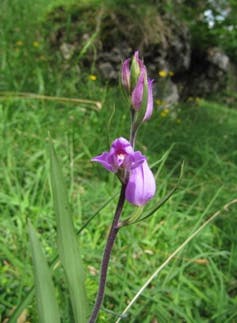 Cephalanthera rubra, a partially mycoheterotrophic orchid. Nicole Hynson