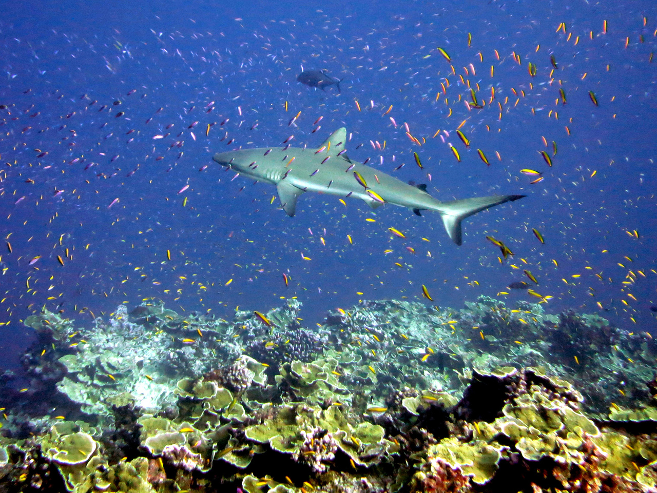 Grey reef shark and schools of anthias at Jarvis Island in the Pacific Remote Islands Marine National Monument (Photo: NOAA Fisheries/Andrew E. Gray).