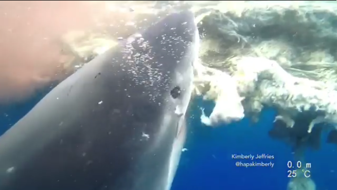 Image of a female white shark feeding on a sperm whale carcass.
