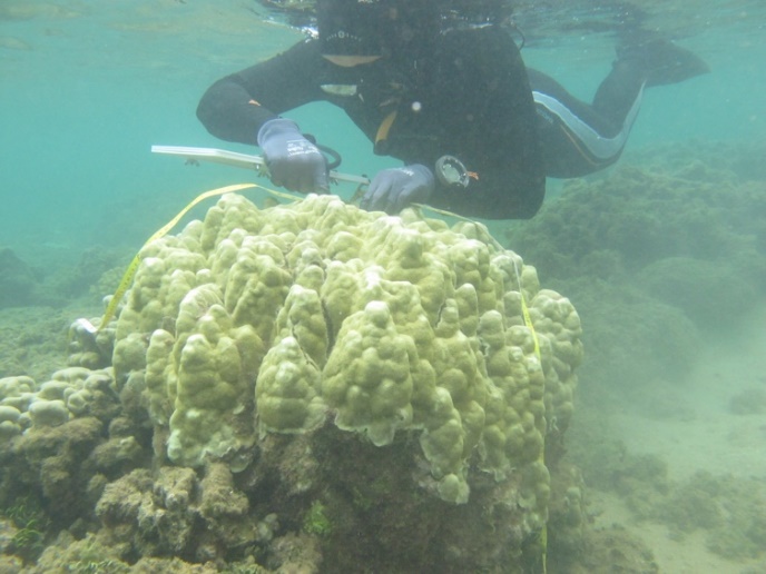 Keisha Bahr surveying a healthy coral colony. Photo credit: Ji Hoon
