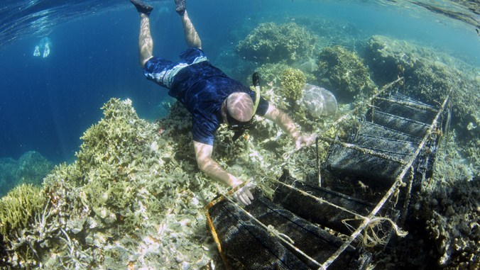 Image of aquaculture research in Pohnpei