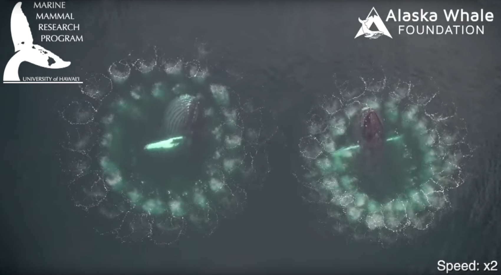 Drone image of humpback whales bubblenets. Credit: University of Hawaii at Manoa, Permit Number: NOAA #19703
