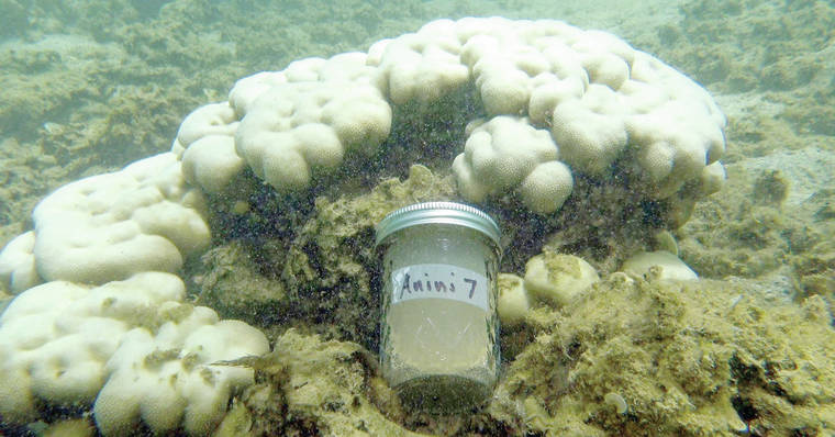 Image of smaples being collected at Anini Beach, Kaua'i