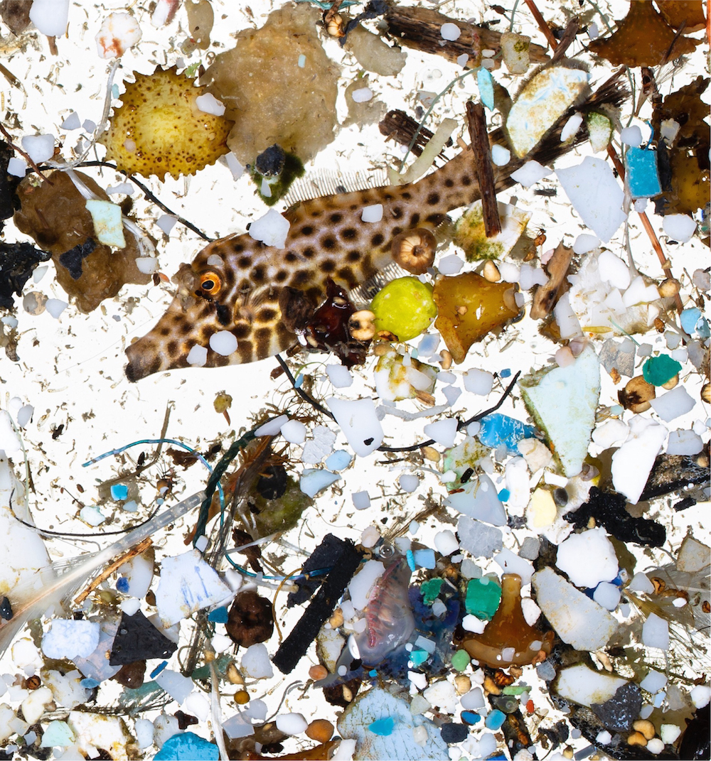 A scribbled filefish in a sea of plastics sampled in surface slicks off Hawai‘i Island. Photograph courtesy of David Liittschwager.