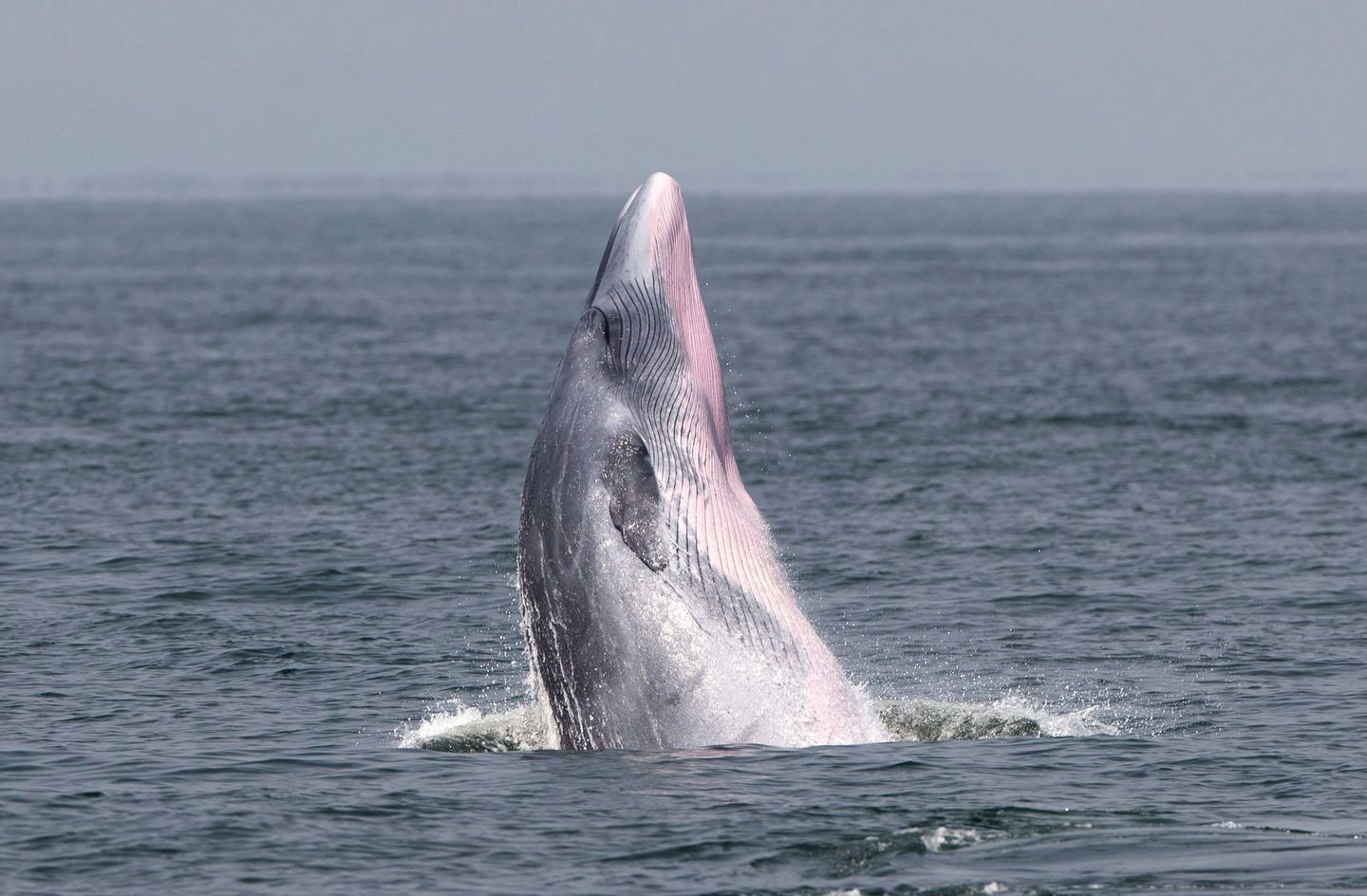 A Bryde's whale jumps to the surface of sea at the Upper Gulf of Thailand. (Rungroj Yongrit/EPA-EFE/REX)