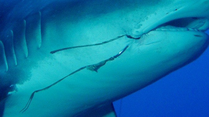 Embedded hooks can restrict eating abilities and may cause internal damage to organs, poisoning or infection.