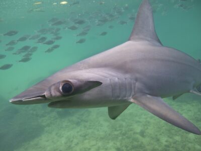 Image of a scalloped hammerhead shark