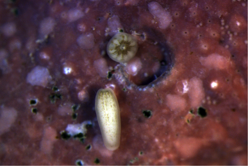 A swimming (bottom) and settling (top) coral larvae. The brown spots in the larvae are the symbiont algae, which this coral inherited from its parent. Credit: Raphael Ritson-Williams.
