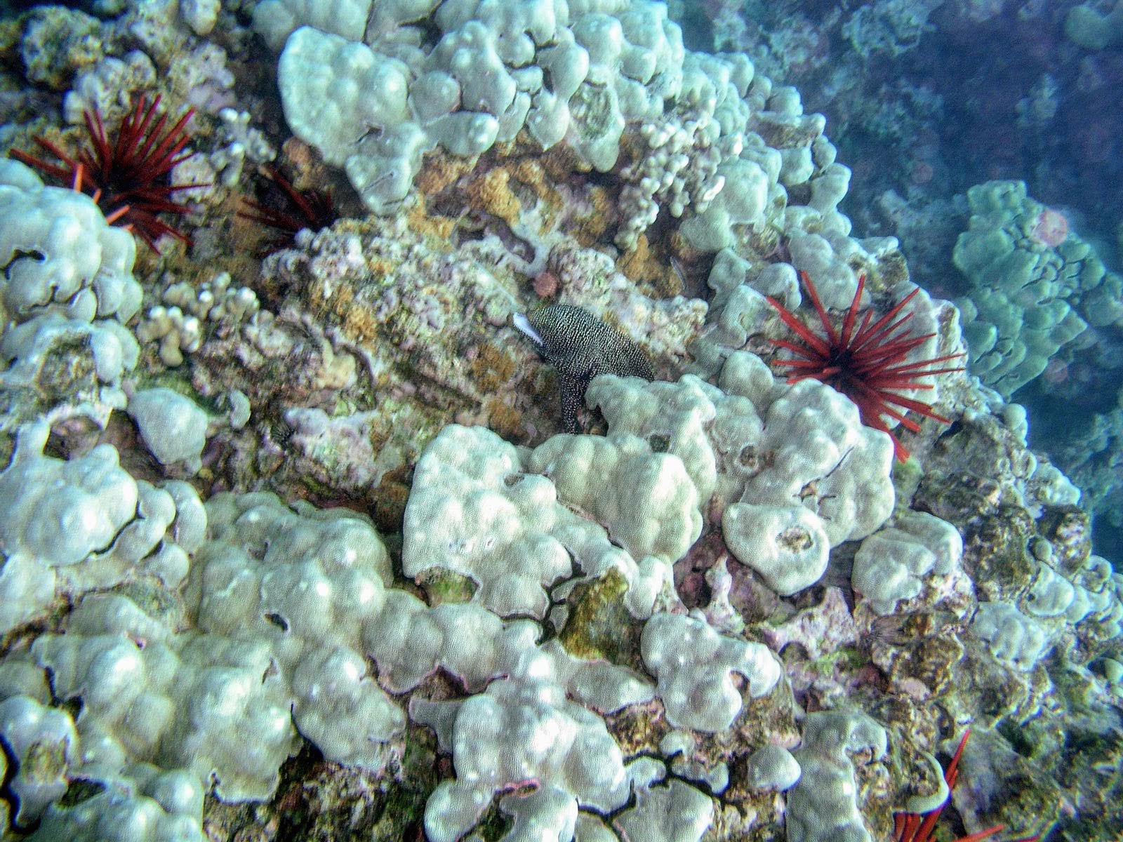 polluted coral reefs