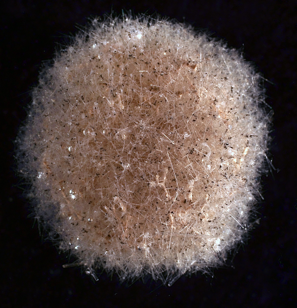 A specimen of Abyssalia, a new genus of Foraminifera. Credit: Slim Chraiti, University of Geneva.