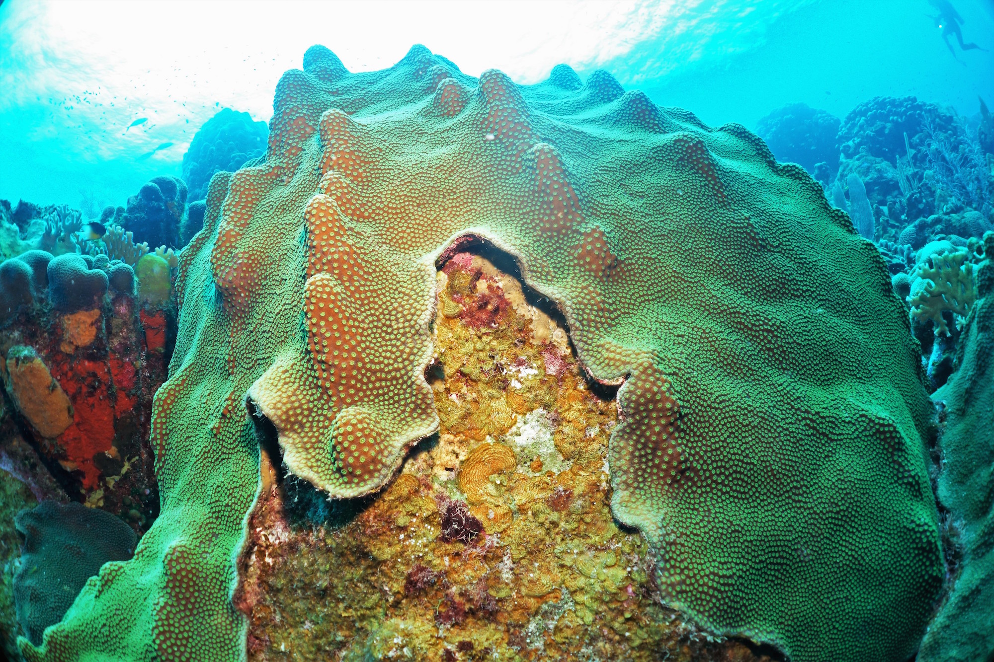 Competition between coral and algae on a reef is mediated by the interaction between all of their associated viruses, bacteria and biochemicals. Hard coral is being overtaken by turf algae. Credit: Ty Roach.