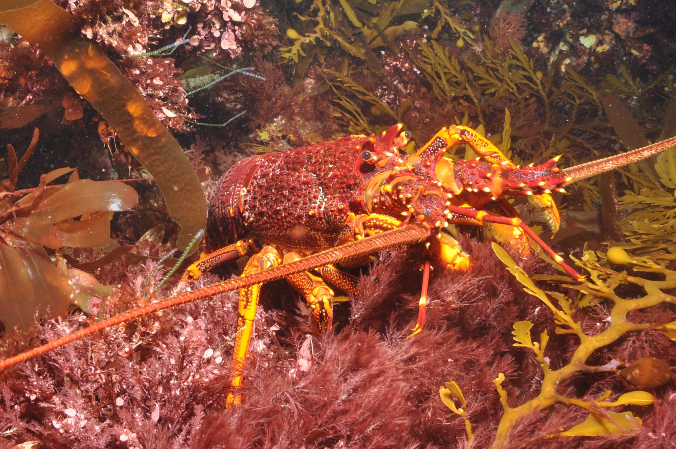 A carnivorous lobster (Jasus edwardsii) within a kelp and other macroalgal-dominated habitat on one of Australia’s many southerly, temperate reefs.